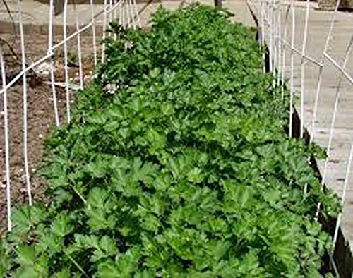 Cilantro Slow Bolt Seed, Heirloom,20+ Seeds, Non Gmo, Herb/Spice #TOP3