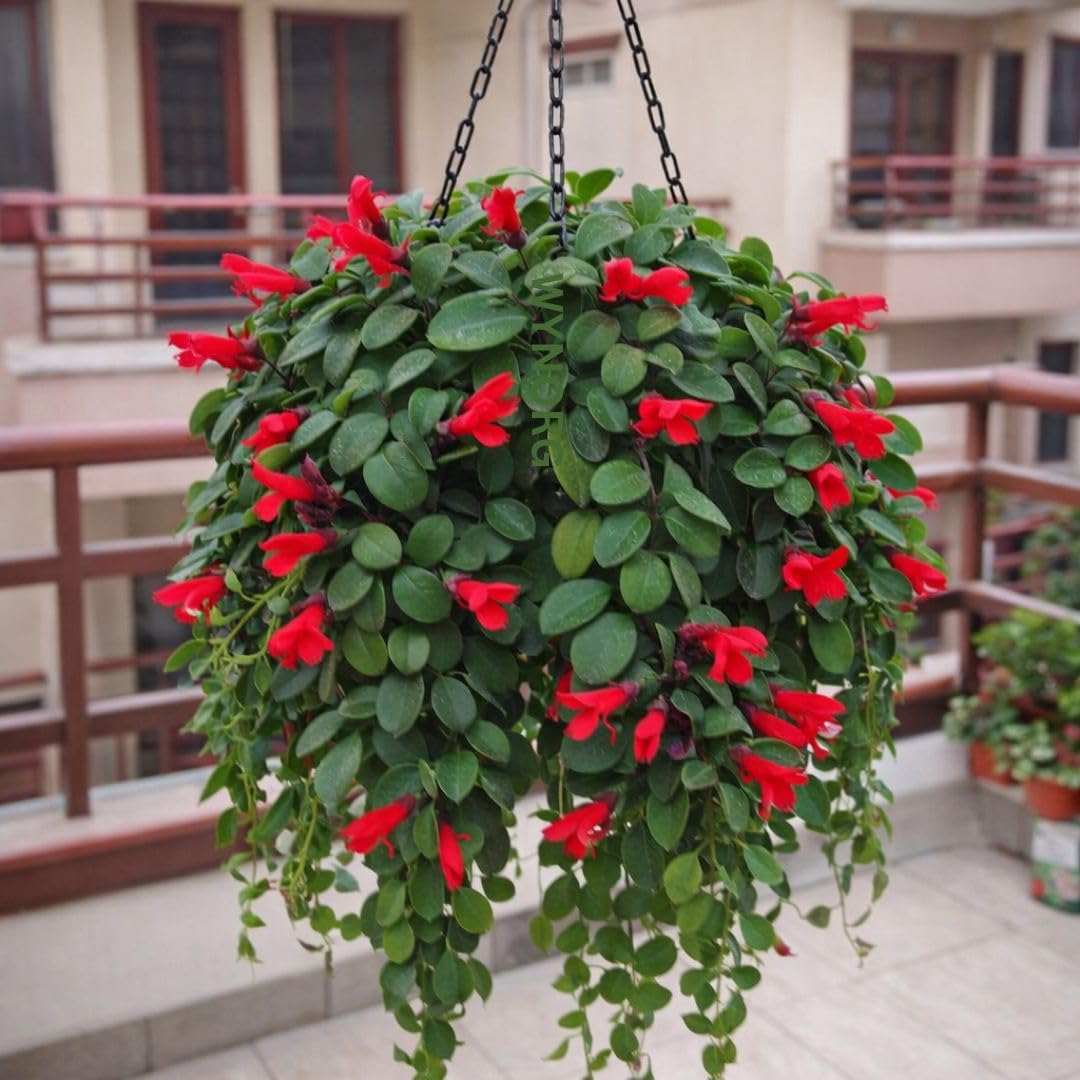 Live Indoor Plants Combo & Single | Lipstick Plant Hanging, Cotton Candy, Pink Lady | Flowering Ornamental Plants for Home Balcony Garden | Single & Value Combos (LIPSTICK)-image-28