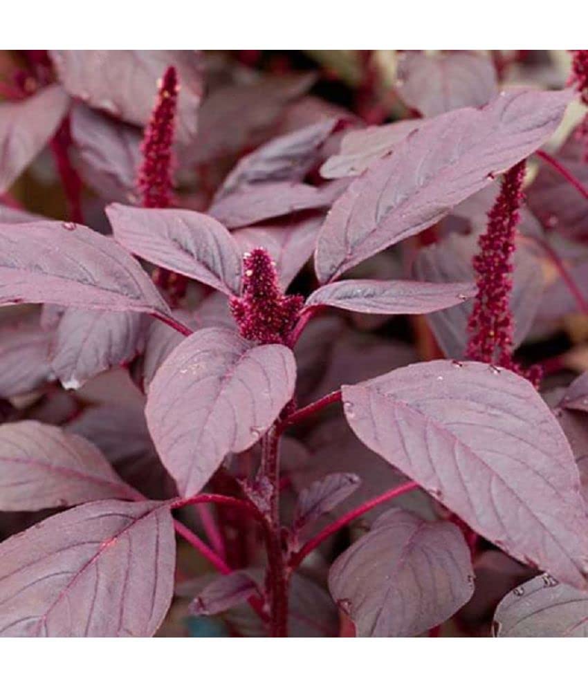 Haritadhara Amaranthus Red Cholai Saag 100 Each Pkt Vegetable Seeds For Kitchen Gardening Multi-Qty Packs (1 PKT) (B0BVHVNNQ1) Amazon Price History, Amazon Price Tracker