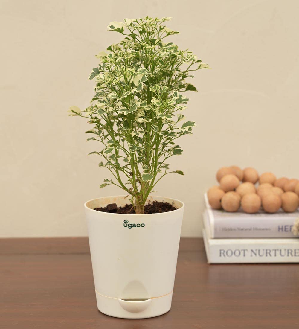 UGAOO Aralia Variegated White Mini Natural Live Indoor Plant with Pot (B09PF4JG49) Amazon Price History, Amazon Price Tracker