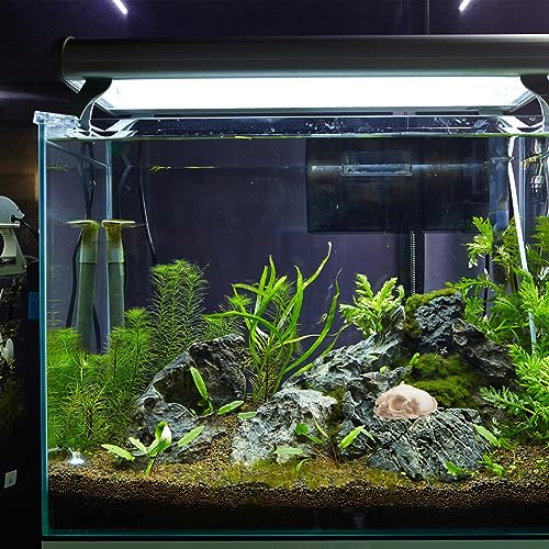 Image of Amosfun Halloween Animal Scary Skeleton Props Resin Cat Skull Model Figurine Aquarium Fish Tank Landscape Decorations
