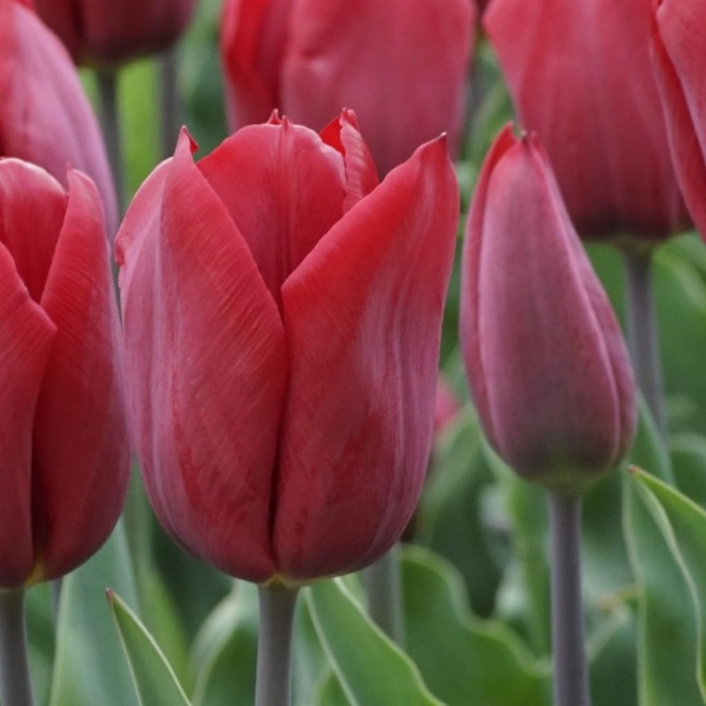 Tulipa Strong Love - BIO 50 Tulpenzwiebeln aus Holland