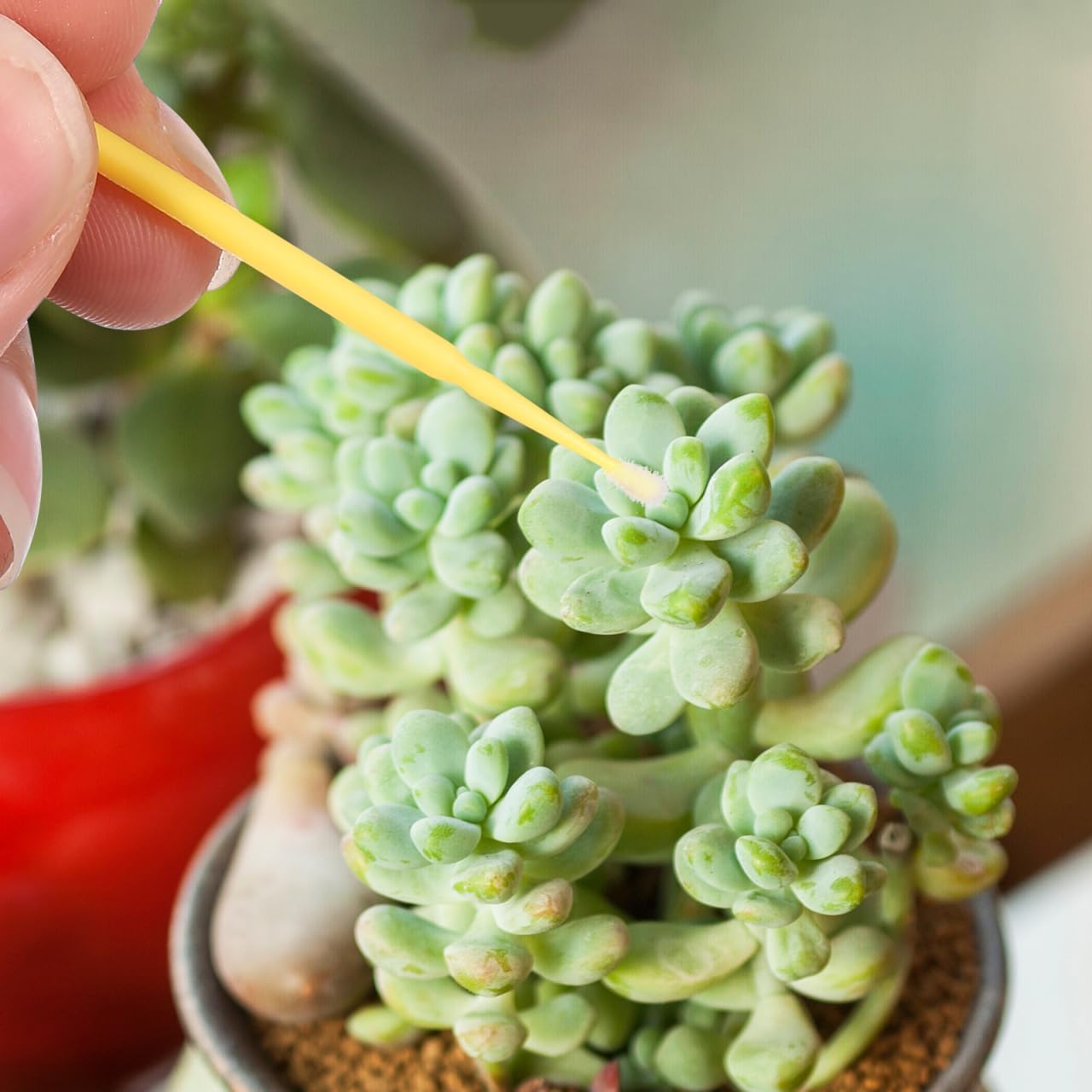 Vegetable Pollinator Tool Hand Pollination Brush for Fruit Trees Succulents Indoor Outdoor Gardening 3.74 Inch image 5
