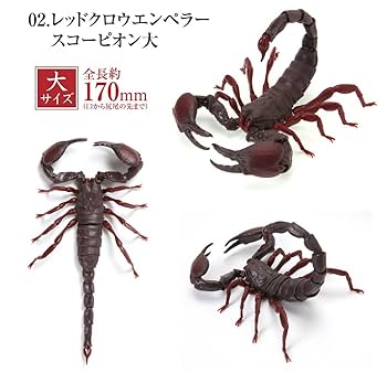 Amazon | いきもの大図鑑 サソリ レッドクロウエンペラー