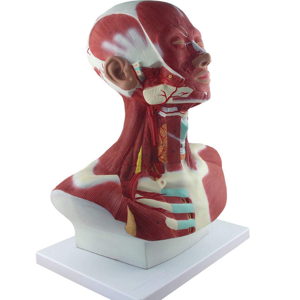 Modelo Anatómico Humano, Modelo De Anatomía Muscular Y Cervical, Identificación Digital, Modelos De Anatomía Humana.