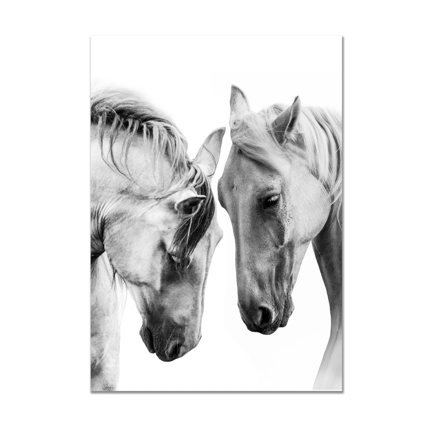 Dv Design Girls White A4 Horse Poster - Animal Equestrian Pony Riding Art Portrait Print Gift #78092