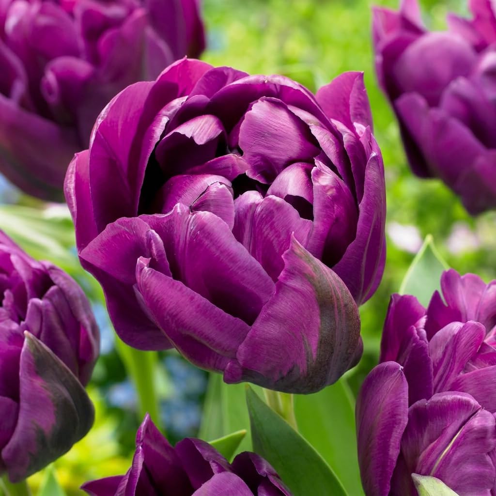 Green boutiQ - 48x Tulipa Double Lilac - Tulipe double lilas - Violet - Floraison printanière - Calibre 11/12