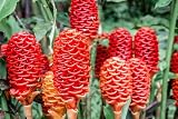 New Fresh 100 Pcs Costus barbatus Flower Seeds Generic