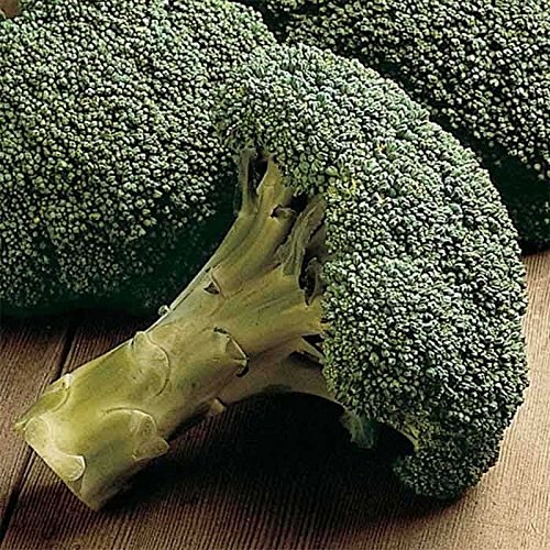 Amazon.com : Packman Hybrid F1 Broccoli Seeds (40 Seed Pack