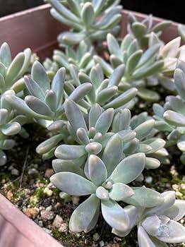 Amazon.co.jp: 秋麗20カット カット苗 多肉植物 初心者向け