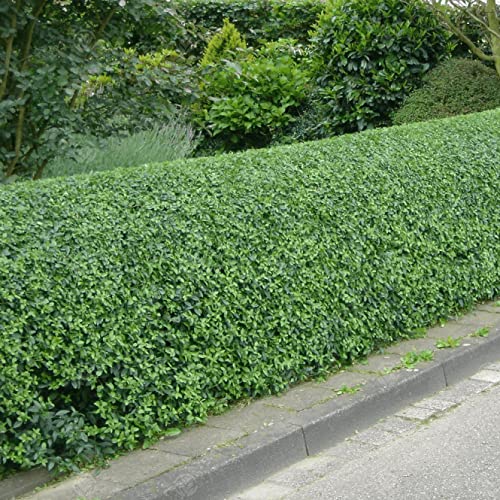Green Privet Hedge (Ligustrum Ovalifolium) - Fast-growing shrub for privacy  and landscaping, low maintenance and drought resistant. : Amazon.com.be: ...