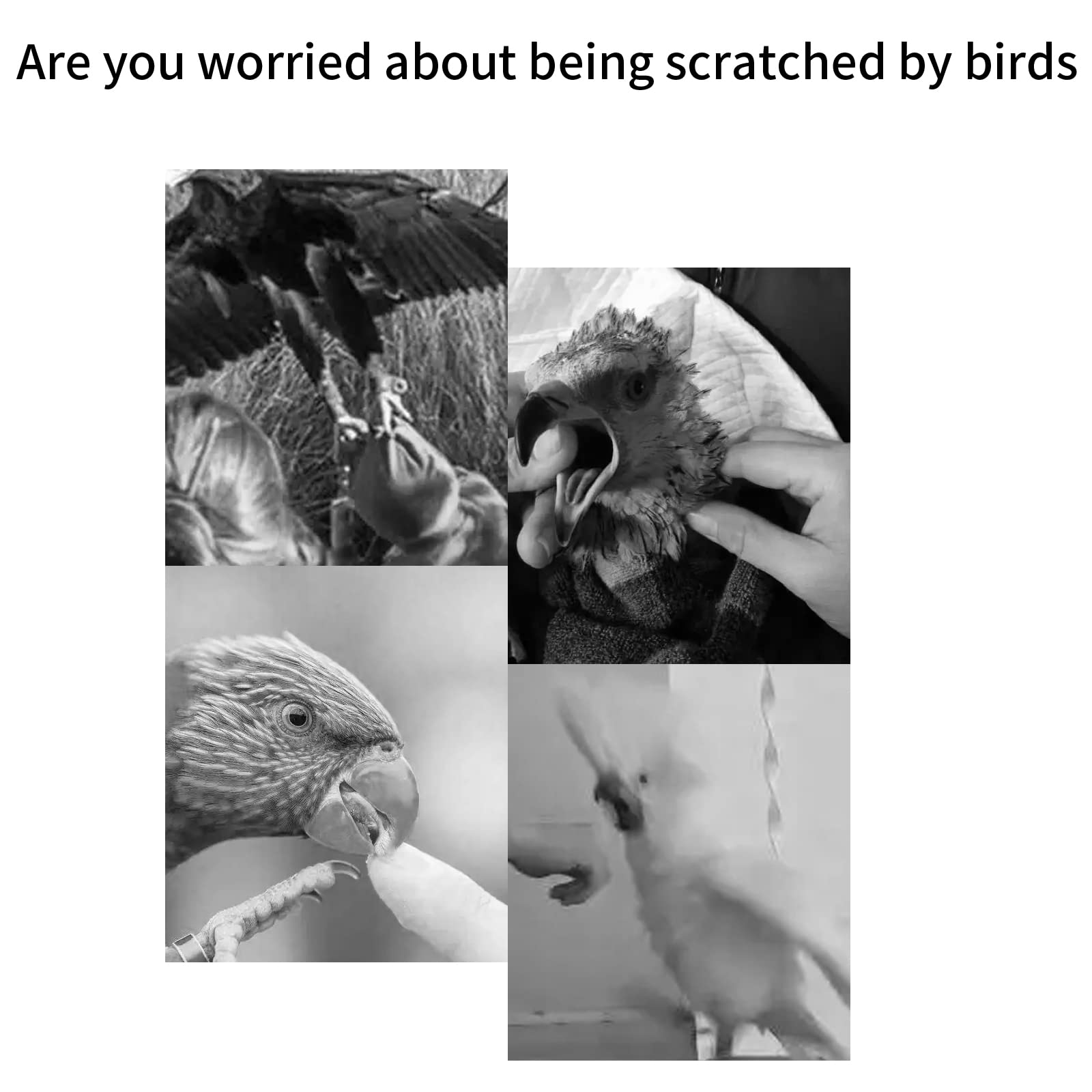 YOUTHINK Papagei Schulterumhang - Anti-Kratzer Schutz Mit Fußkettchen