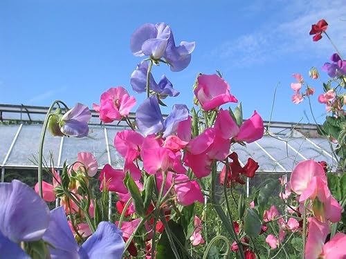 Sweet Pea Mix 20 Seeds Home Gardening Plant Seeds