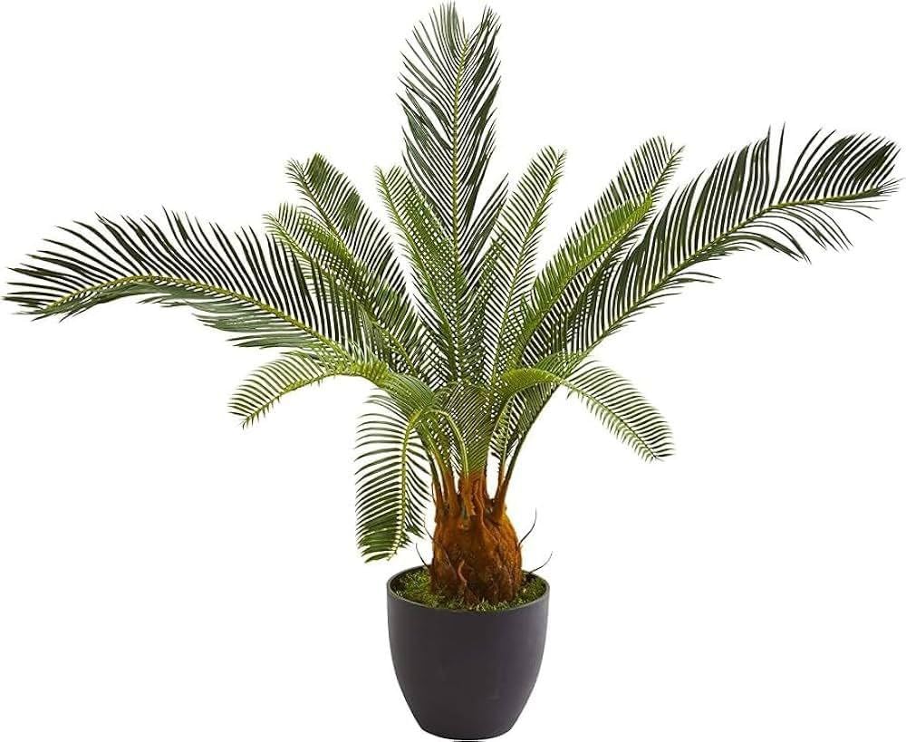 Cycas Revoluta Live Plant – Slow Growing Evergreen Palm for Indoor Outdoor Decor (1 Healthy Live Plant)-image-42