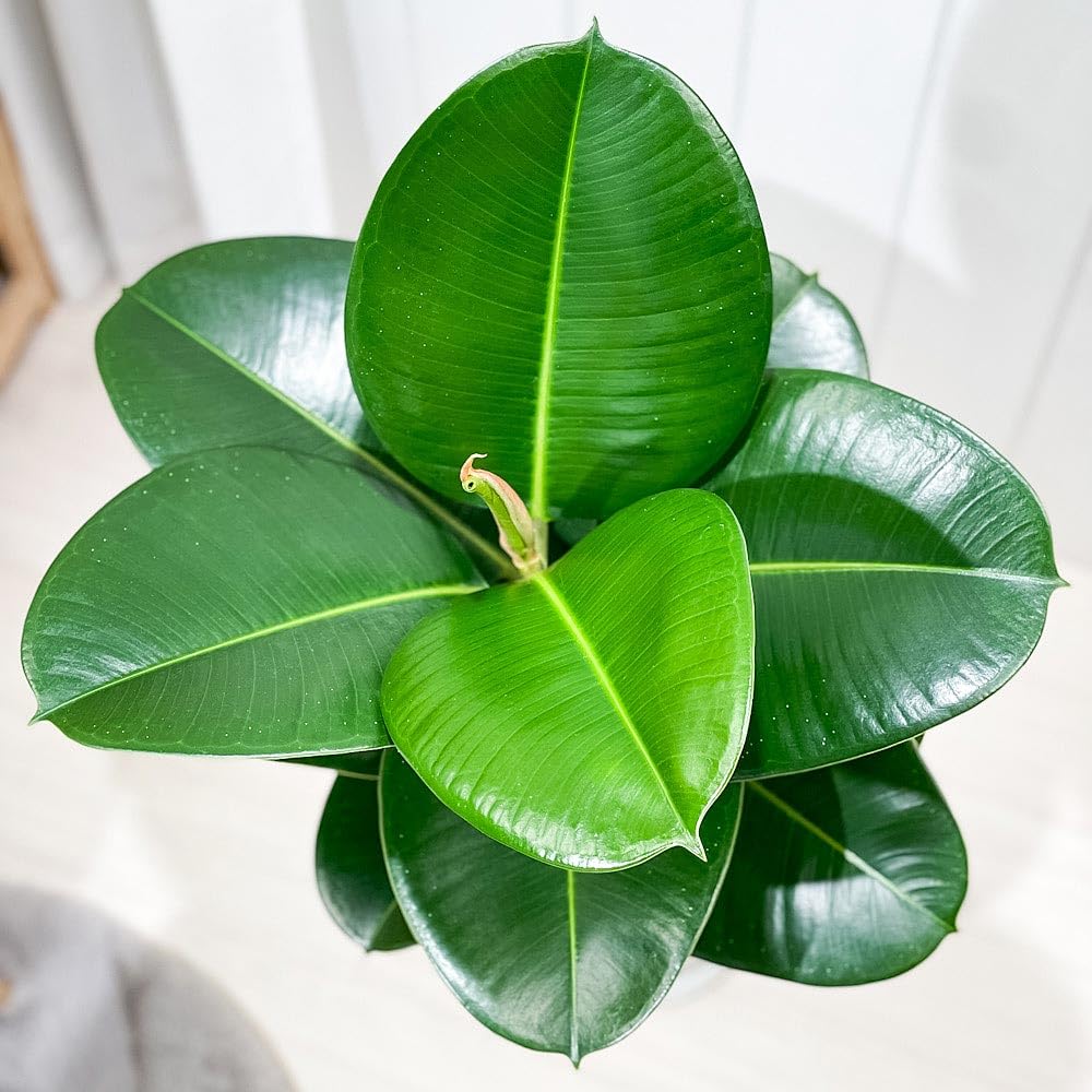 観葉植物 フィカスソフィア Amazon｜PLANCHU 観葉植物 フィカス ソフィア ストレート 6号鉢 受け皿