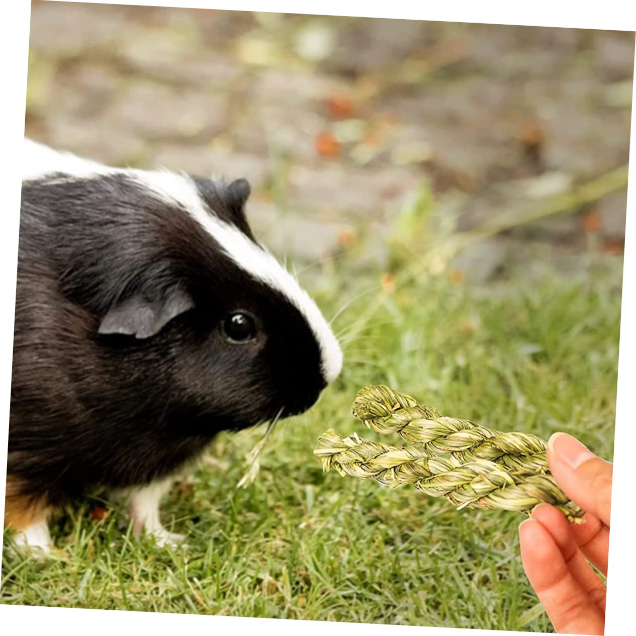 Angoily 18pièces Jouets à Mâcher pour Cobayes Chinchillas Et Petits Animaux Accessoires De Jeu Molar pour Rongeurs