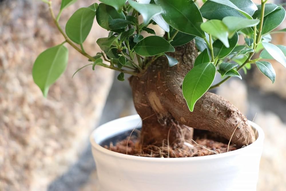 Amazon.co.jp: ガジュマル 3.5〜4号鉢 3株セット 観葉植物 寄せ