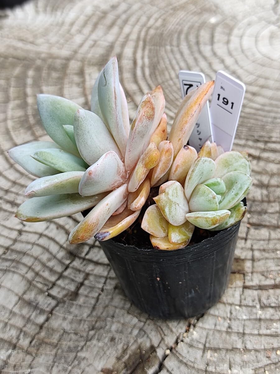 Amazon.co.jp: てっちん多肉植物エケベリア『ドイツシャンペン
