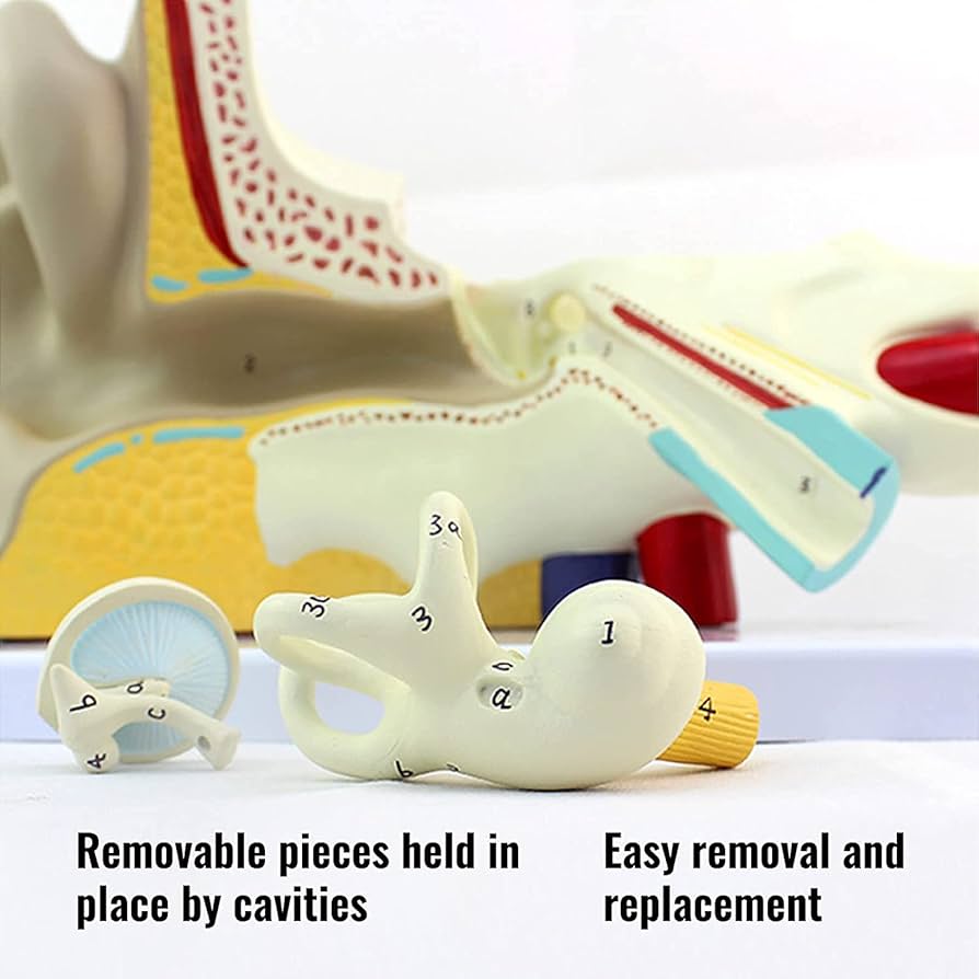耳　医療用模型 Amazon.co.jp: Yotijay 【2025新登場】耳モデル 耳 練習