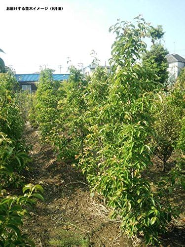 常緑ヤマボウシ：ホンコンエンシス月光 単木 樹高1m根巻き 常緑山法師