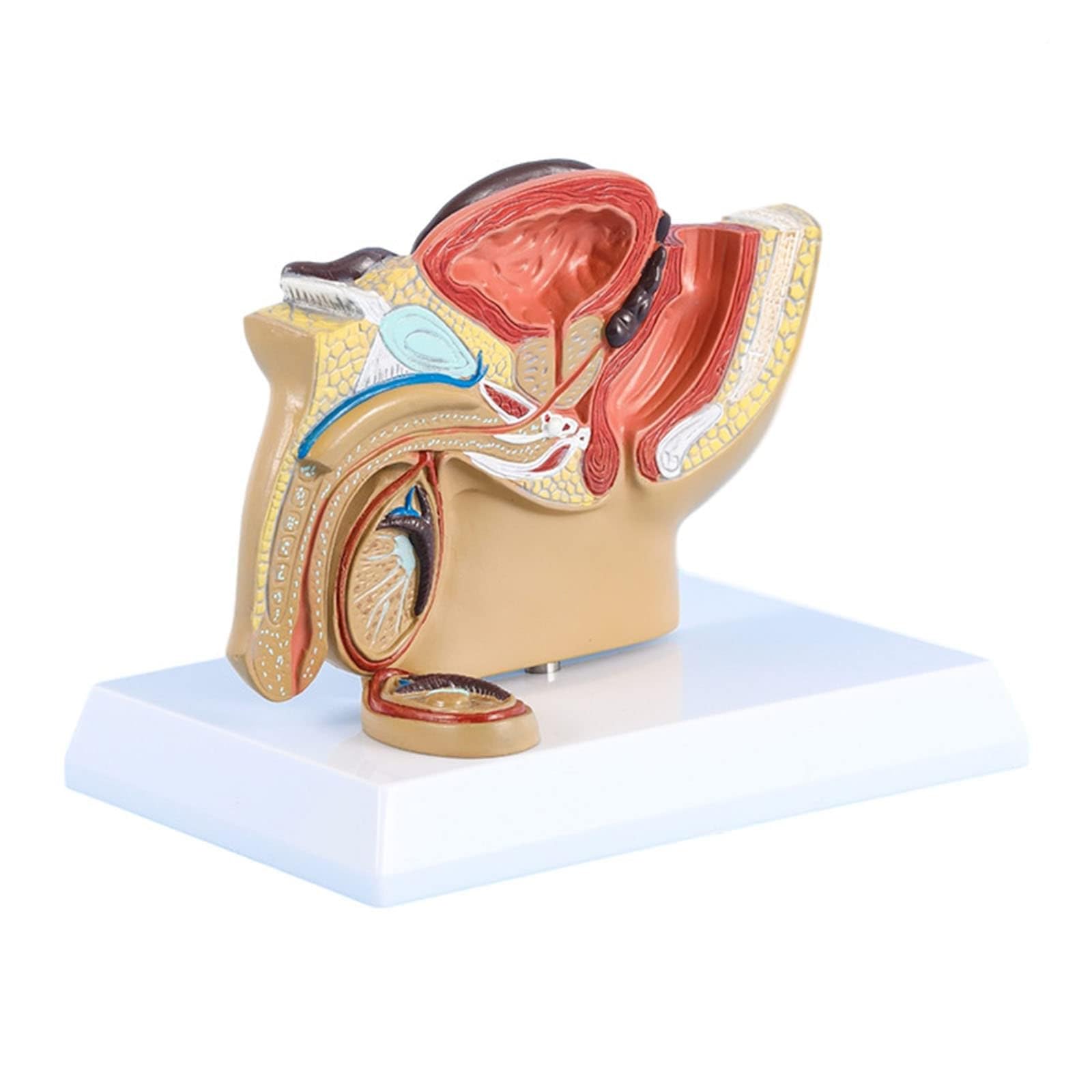 SENJINGHUA Human Organ Model, Male Genital System Anatomical Model, Pelvis Testicle Model W/Prostate, Median Sagittal Section Model of The Genitourinary System, for Medical Study & Teaching