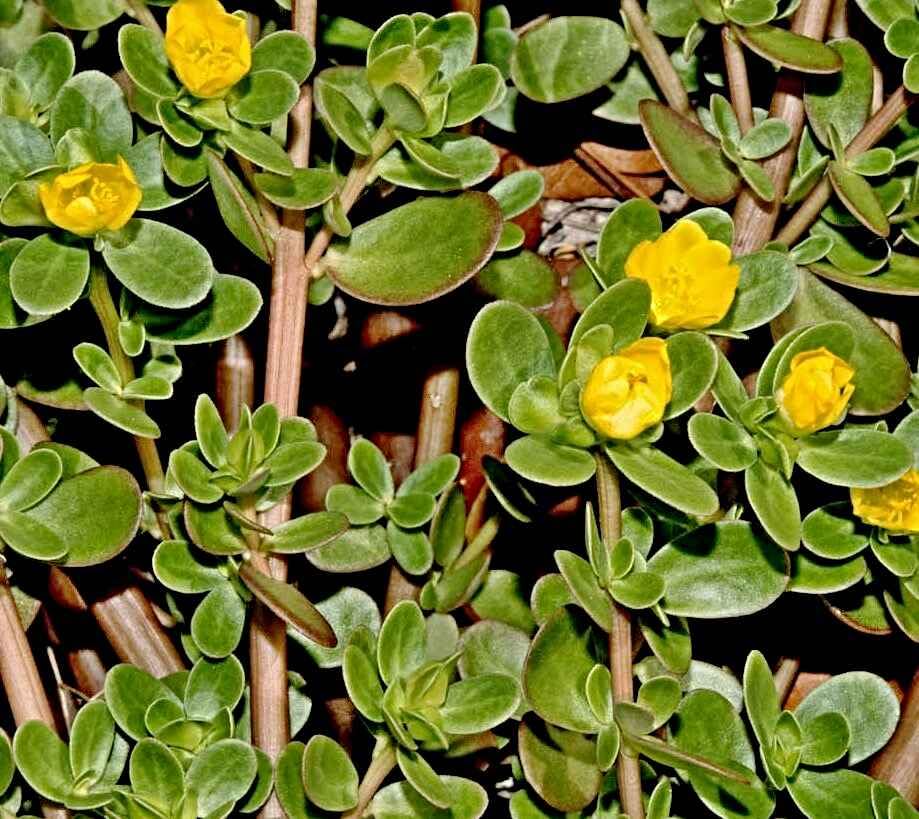 Portulak Samen, Portulaca oleracea, Sommerportulak, Wildgemüse (100.000 Samen)