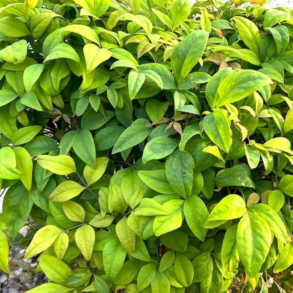 Amazon.co.jp: オタフクナンテン5号ポット[冬に真っ赤に色づく五色南天