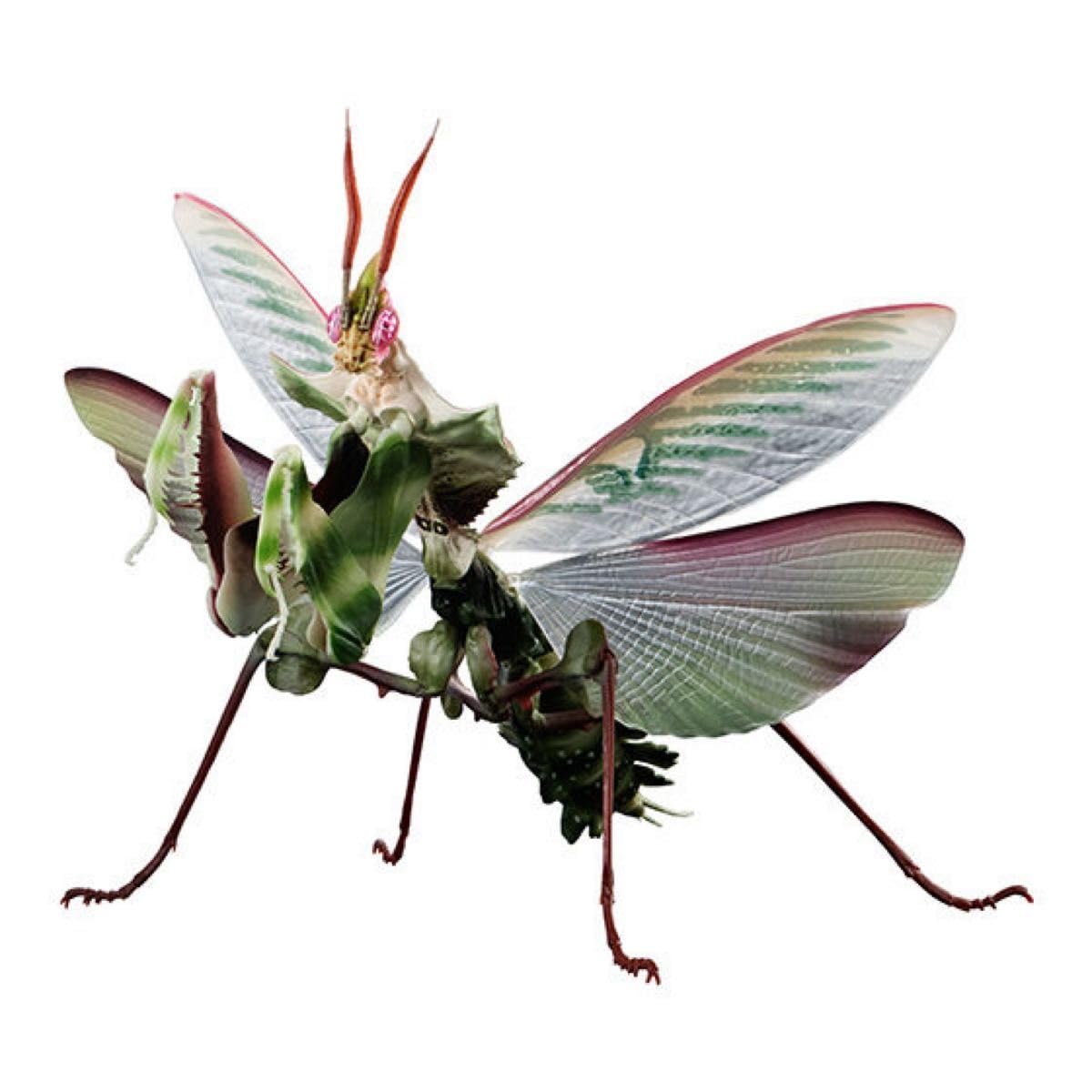 いきもの大図鑑アドバンス　ニセハナマオウカマキリ (フルコンプ) Amazon | いきもの大図鑑アドバンス ニセハナマオウカマキリ オス 成体