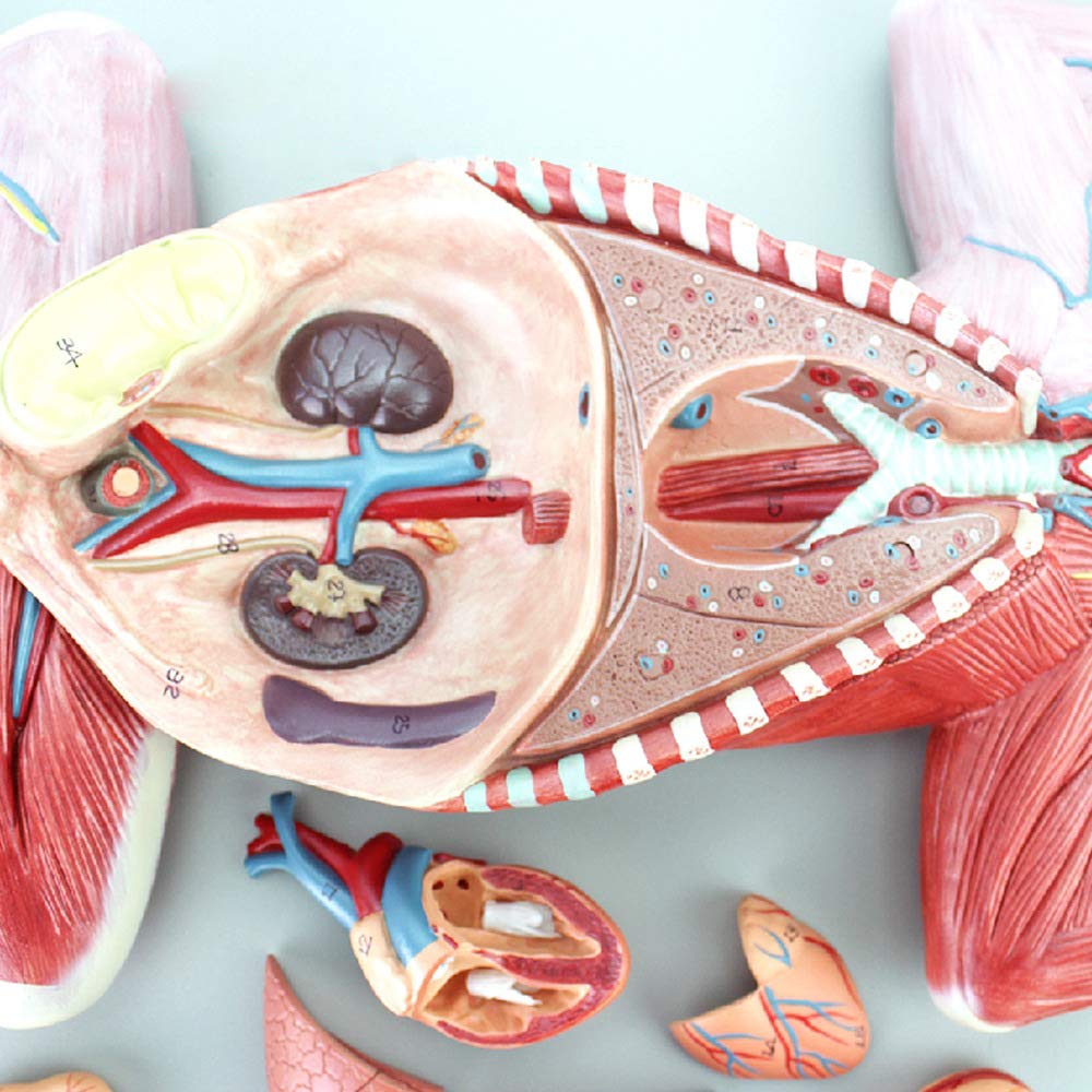 Model Anatomii Kota, Model Anatomii Trzewnej, Model Mięśni I Nerwów, Model Anatomii Do Nauczania Zwierząt, Odpowiedni Do Badań Weterynaryjnych, Model Anatomii Zwierząt