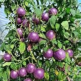 pepino - melón pera de jardín extremadamente resistentes jardines de rocas jardín columnares, semillas 30pcs