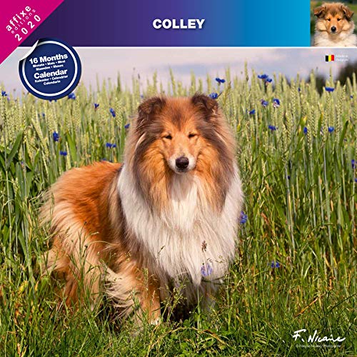Télécharger COLLEY 2020 - CALENDRIER AFFIXE (BERGER D'ECOSSE - COLLIE) livre En ligne