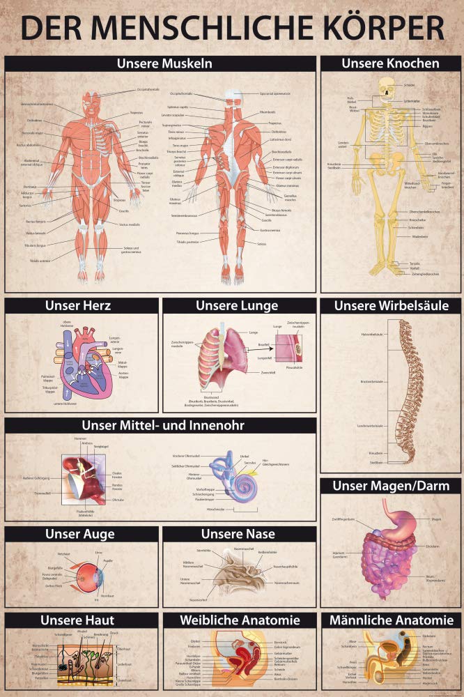 Diagramm Menschlicher Organe Mit Beschriftung Menschliche Anatomie.