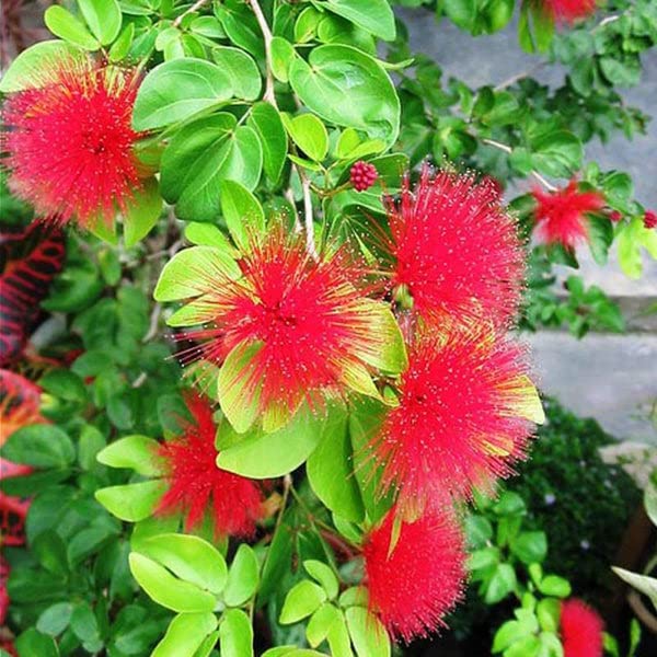 Mphmi Live Plant Nursery NCR Plants Powderpuff Hybrid Red/Calliandra