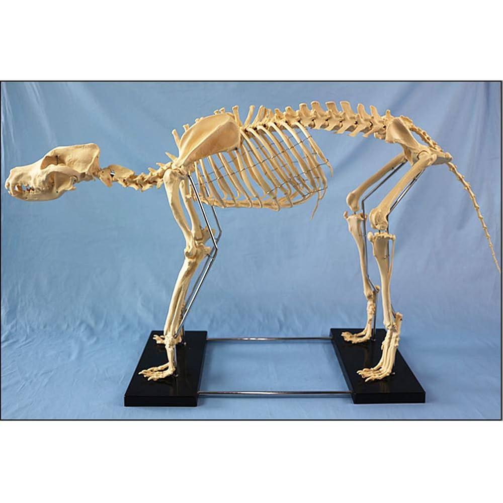 犬　骨格標本　美品 犬骨格標本美品