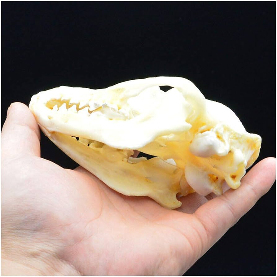 アライグマの頭骨 アライグマ 原寸大頭骨レプリカ | アンフィ合同会社