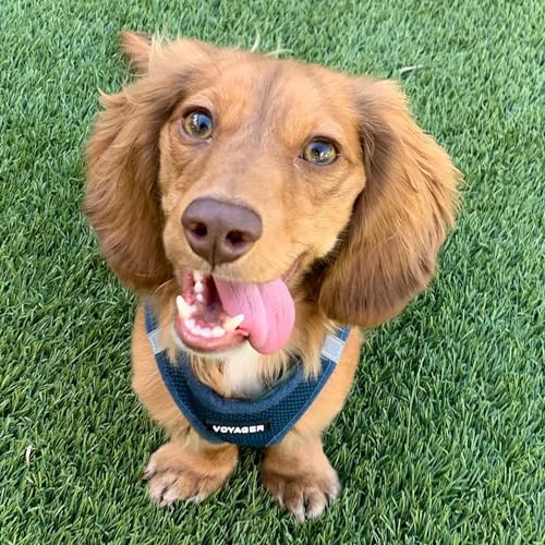 Voyager Step-In Air Hundegeschirr by Best Pet Supplies - All Weather Mesh Step in Vest Harness für kleine und mittlere Hunde, Blau, size S - Brust 37-40 cm