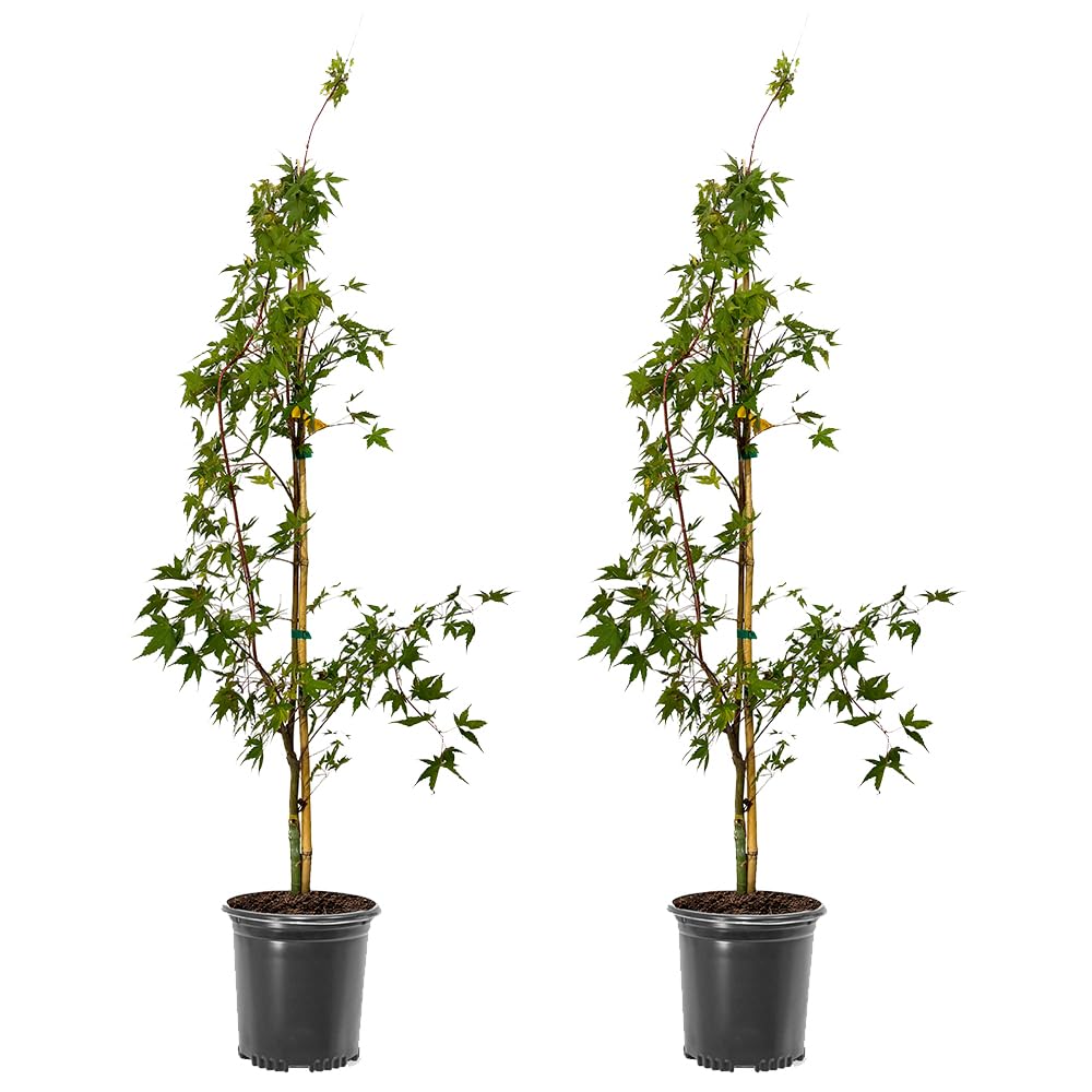 Sango Kaku Coral Bark Maple