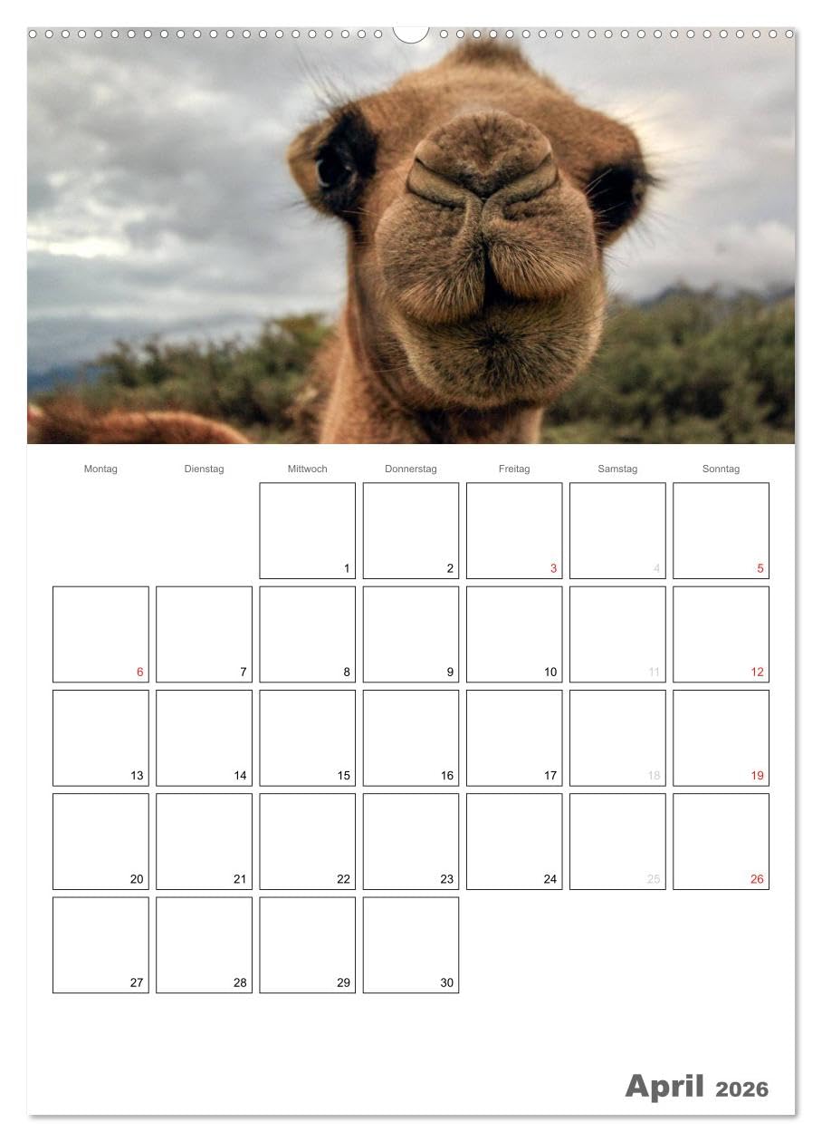 Kamel Porträt (hochwertiger Premium Wandkalender 2026 DIN A2 hoch), Kunstdruck in Hochglanz: Der etwas andere Tierkalender jetzt als Familienplaner (CALVENDO Tiere)