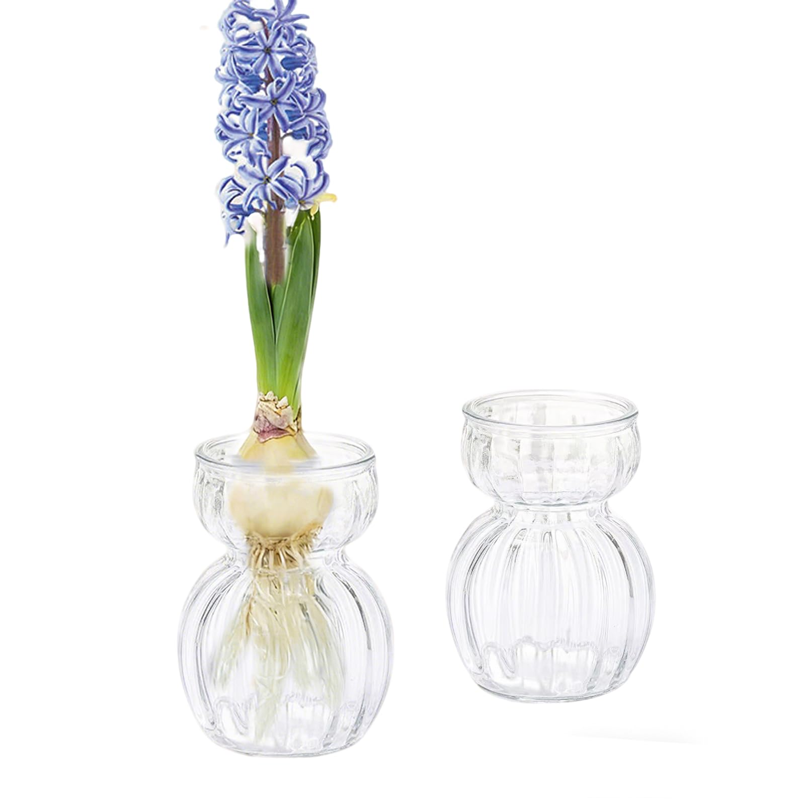 Hyacinth Bulb Vase Avocado Innjoii 2pcs Small Clear Glass for Centrepiece Table Decoration Bud Vases Propagation Station for Plant Lovers Home Decor Floral Wedding Living Room Holidays, 12.3cm(H)
