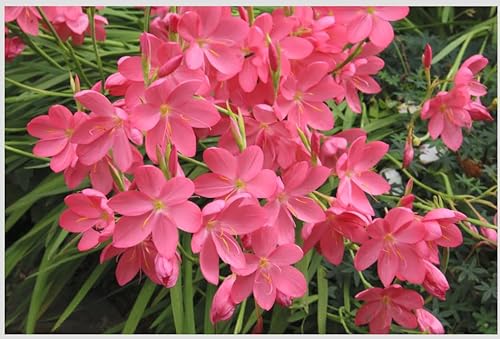 Hesperantha Coccinea 'Sunrise' 3 Inch Pot – Salmon Pink Late Blooming Perennial – Fall to Winter Flowering Plant – Semi-Evergreen Hardy Garden Flower USDA Zones 7a-9b