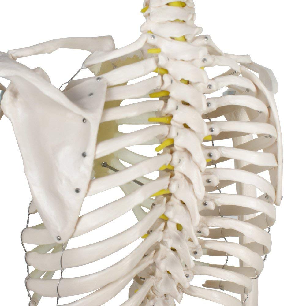 Model szkieletu ludzkiego naturalnej wielkości 170 cm do edukacji anatomicznej – elastyczny szkielet z PCV ze zdejmowaną czaszką, 206 kości, 1 szt.