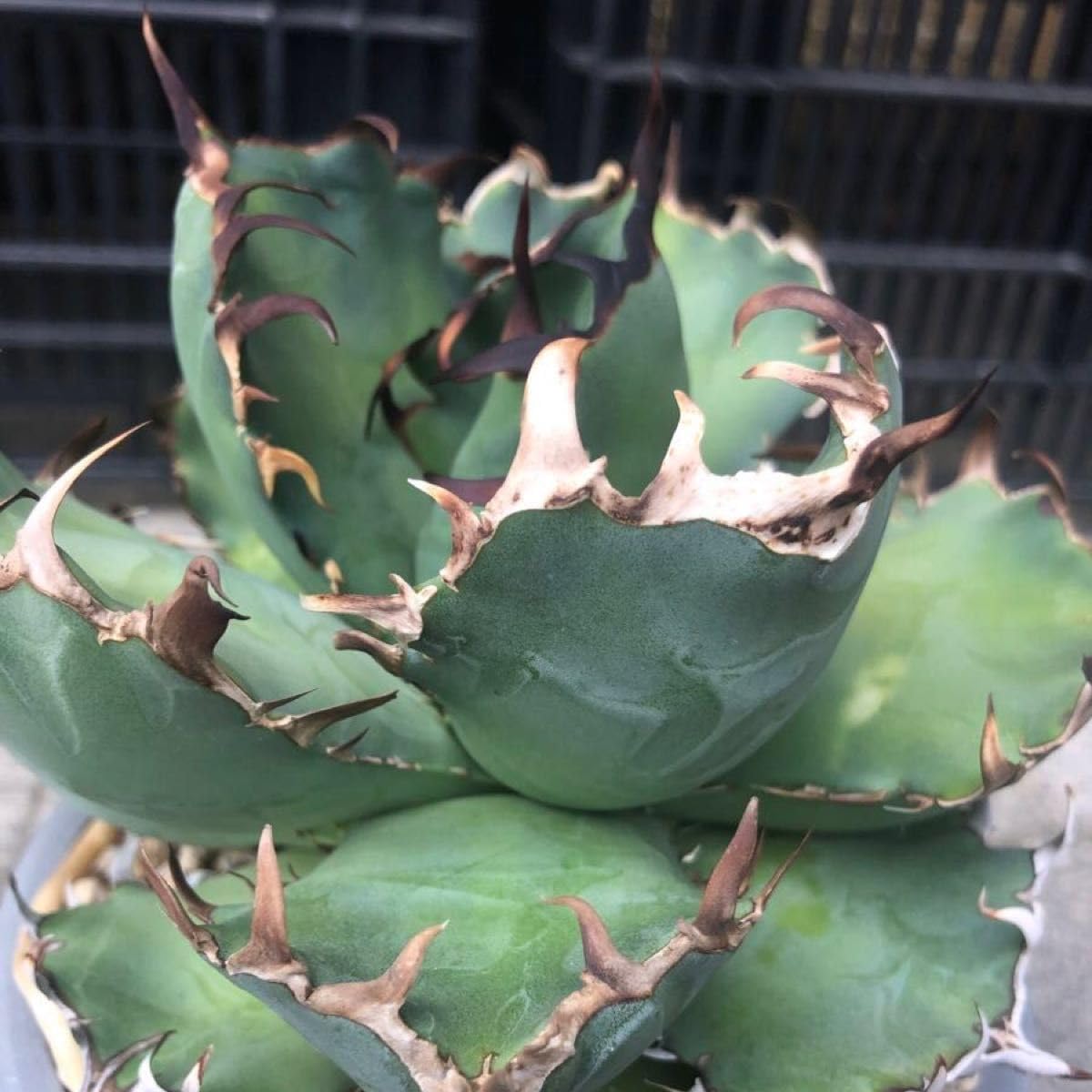 多肉植物 エケベリア 白鳳hyb 超大群生　抜き苗 1820083499.jpg?1676433970