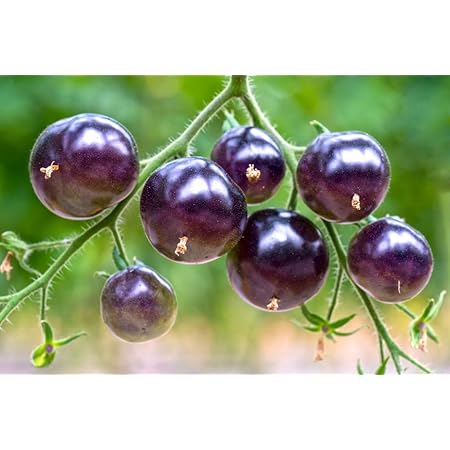 Lila Tomaten 10 Samen -voll von Antioxidantien, Spaß zu wachsen, süß (Tomato Purple)