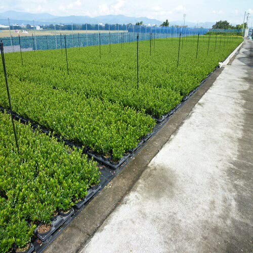 Amazon.co.jp: 【5本セット】サツキツツジ（さつき） 樹高0.3m