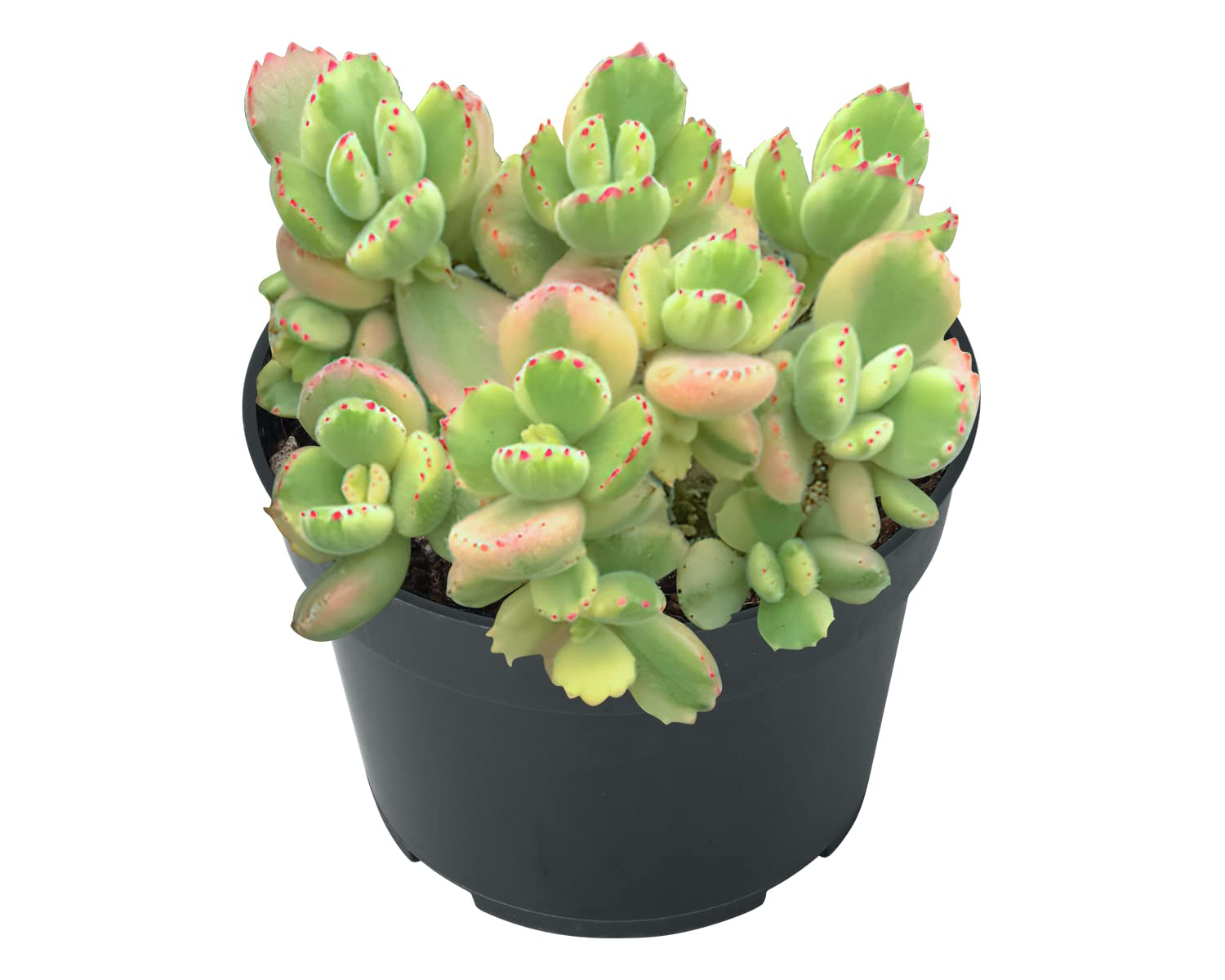Sprout N Green Bear’s Paws