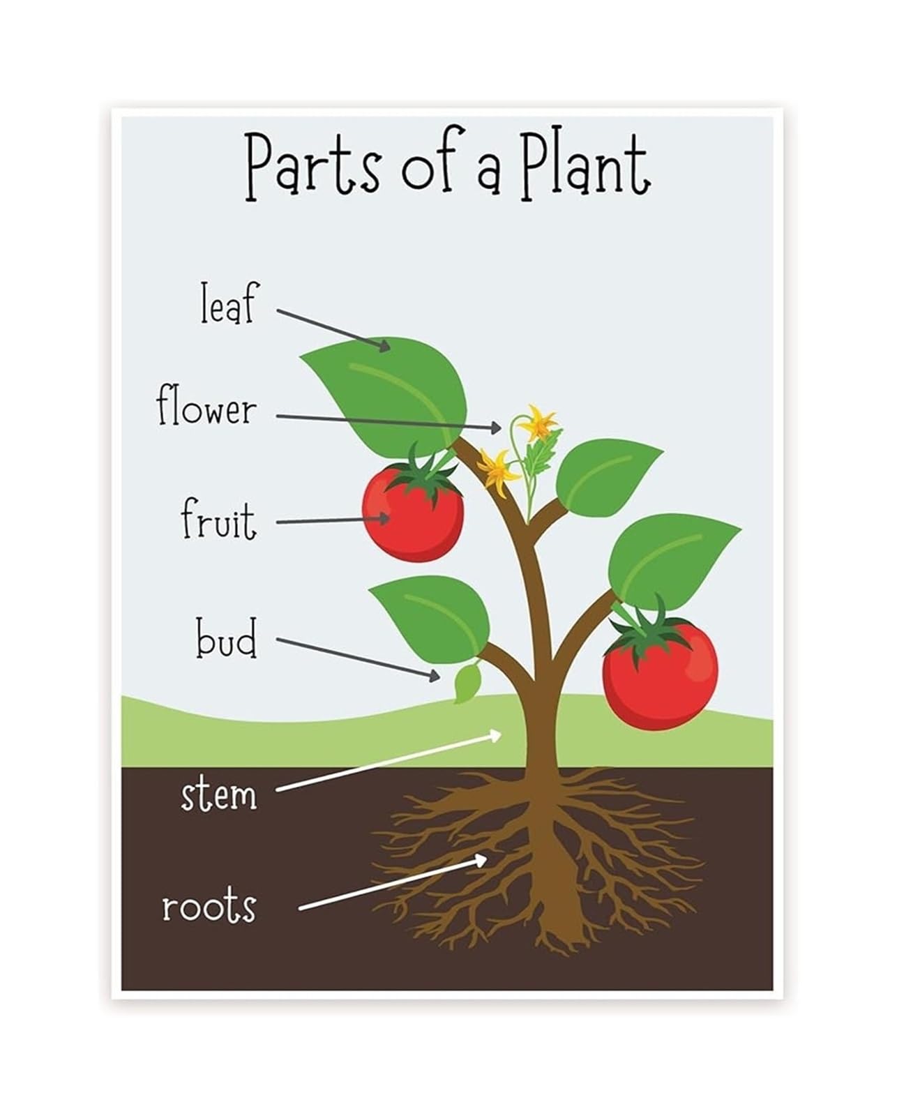 HGETJOHXEM Plant Biology Poster Parts of a Plant Anatomy Diagram Educational Science Chart for Classroom Learning(Unframed,16x24inch(40x60cm))