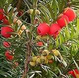 10 English Yew Tree Seeds - Taxus baccata