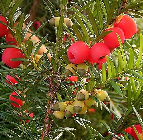 thuja occidentalis jantar Amber Gold Arborvitae main image 1