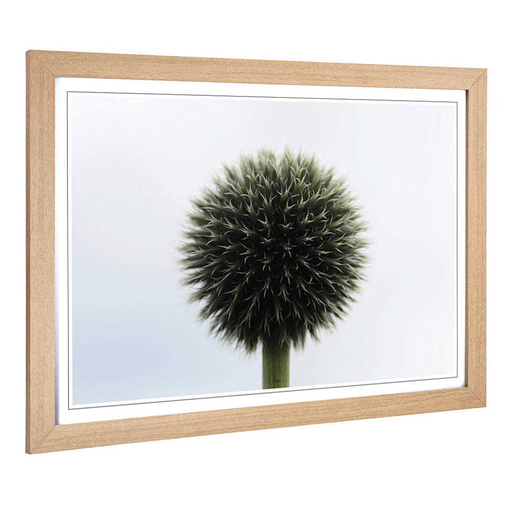 Big Box Art Framed Print of Flower Globe Thistle (3) Design | Wall Art Picture | Home Decor for Kitchen, Living, Dining Room, Bedroom, Hallway, Office, Oak, A2 / 24.5x18 Inch / 62x45cm