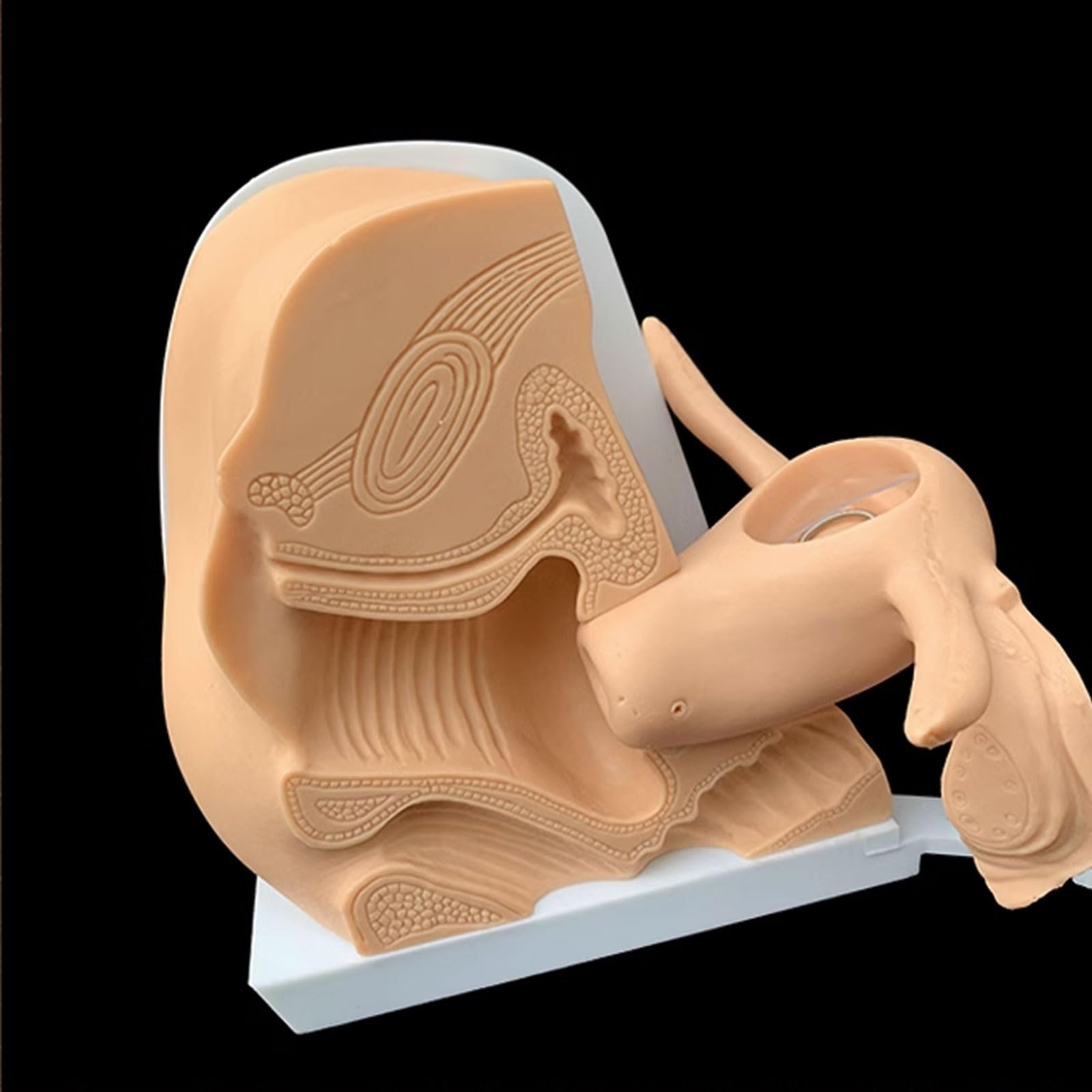 Modello di Guida Contraccettiva Modello di Contraccezione Femminile Modello di Pianificazione Familiare Esame Ginecologico Speciale Modello di Insegnamento Medico